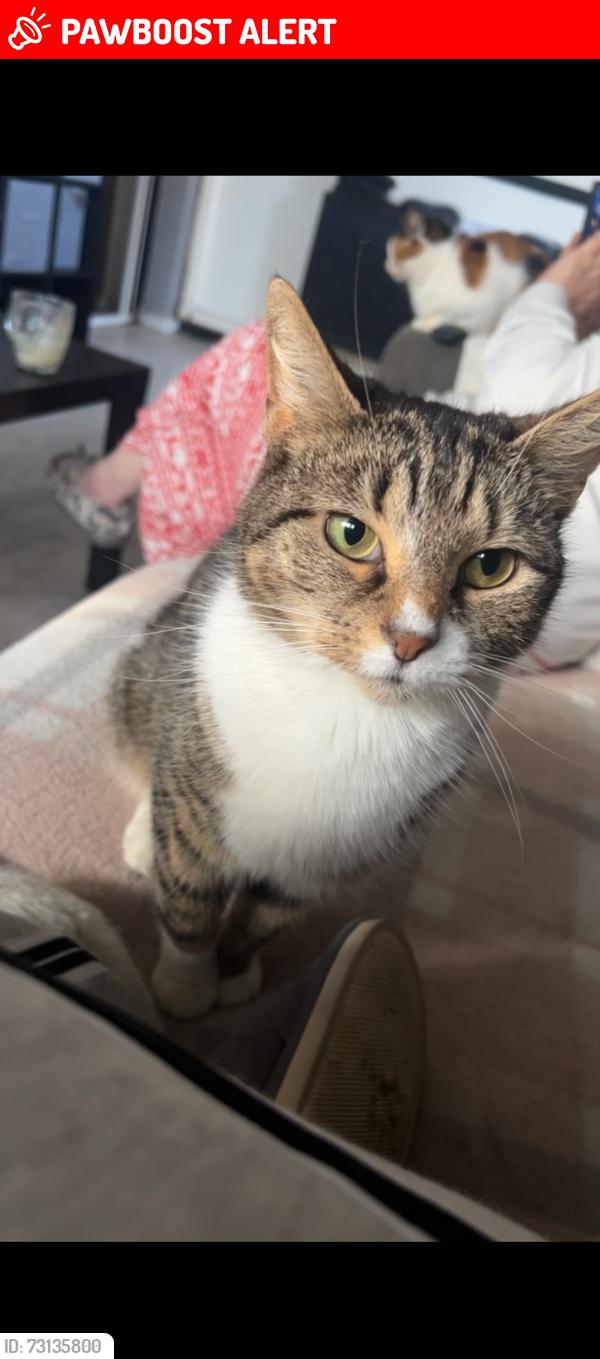 Lost Female Cat last seen Brays road, West Midlands, England 