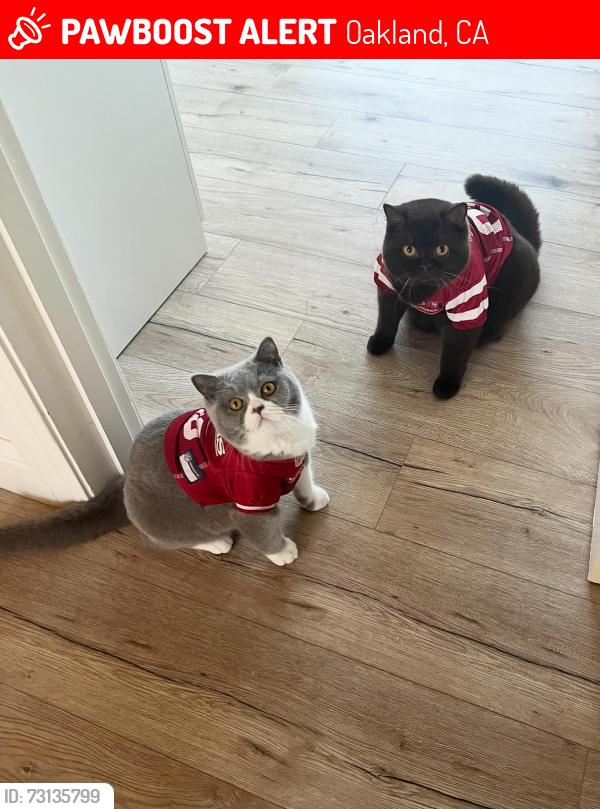 Lost Male Cat last seen Fruitvale, Oakland, CA 94601