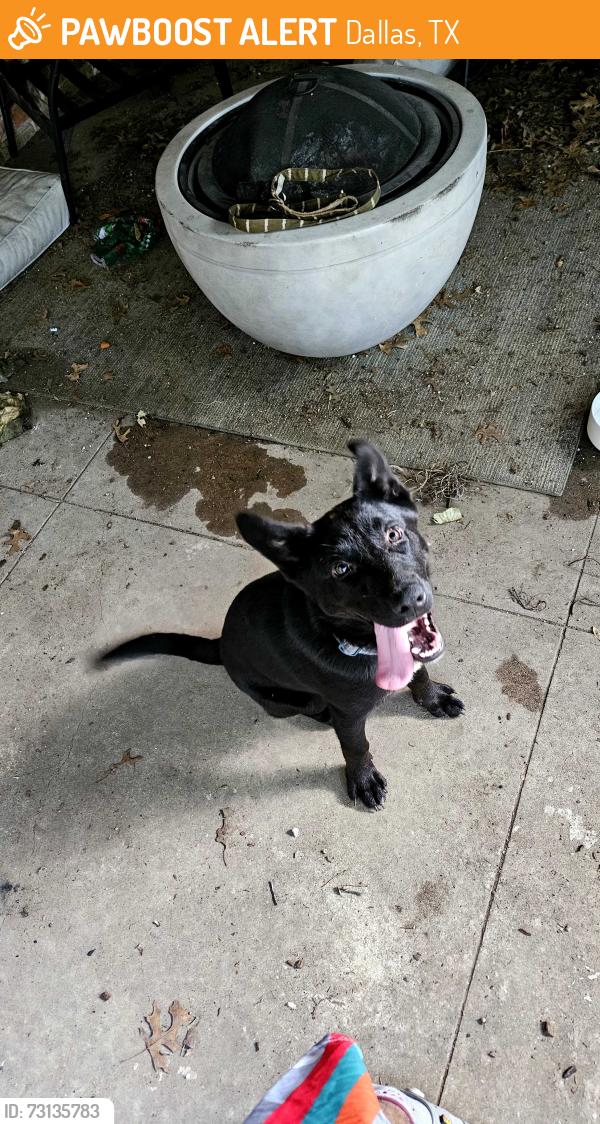 Found/Stray Male Dog last seen Near I35 and Polk, in Dallas TX, Dallas, TX 75224
