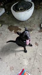 Found/Stray Male Dog last seen Near I35 and Polk, in Dallas TX, Dallas, TX 75224