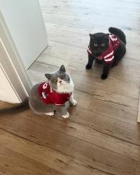 Lost Male Cat last seen Fruitvale, Oakland, CA 94601