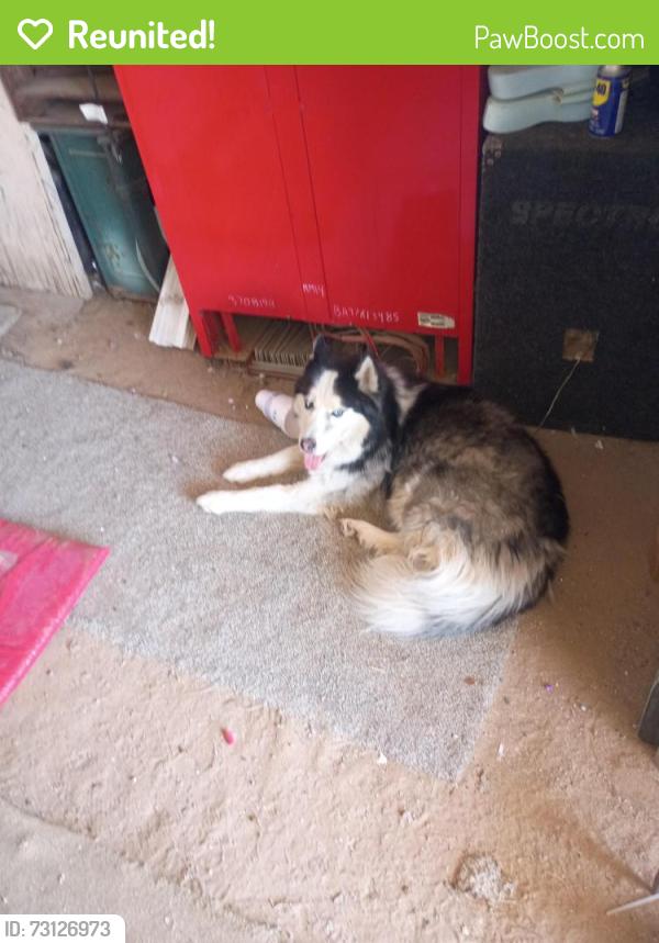 Reunited Unknown Dog last seen Palm grove and limberlost, Tucson, AZ 85705