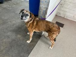 Shelter Stray Female Dog last seen CASCADE/CEDAR CREEK, 333 Chandler Pl, San Bernardino, CA 92408, USA