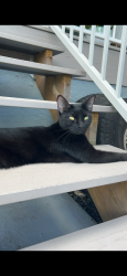 Lost Female Cat last seen Island park Road, Fort Myers, FL 33908