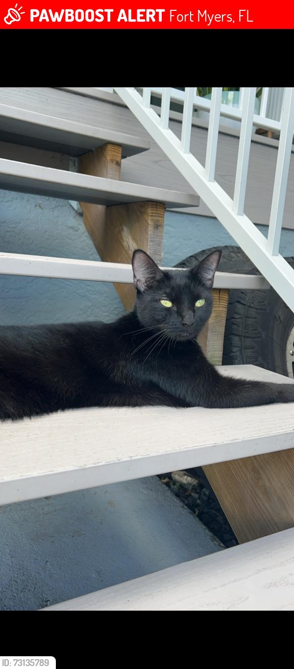 Lost Female Cat last seen Island park Road, Fort Myers, FL 33908