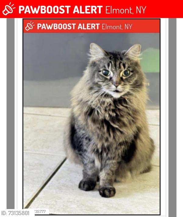 Lost Female Cat last seen Near biltmore ave, Elmont, NY 11003