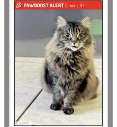 Lost Female Cat last seen Near biltmore ave, Elmont, NY 11003