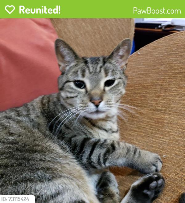 Reunited Male Cat last seen Sargent Ave, near Broadway, Alfredos Italian Restaurant, Somerville, MA 02145