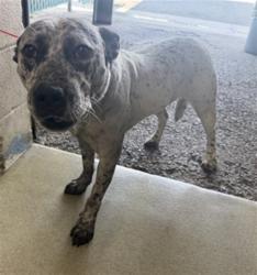 Shelter Stray Male Dog last seen Near BLOCK S FOREST ST, 333 Chandler Pl, San Bernardino, CA 92408, USA