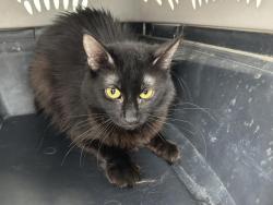 Shelter Stray Female Cat last seen Near BLOCK WADE AVE 10 , PERRIS, CA, 227 N D St, Perris, CA 92570, USA