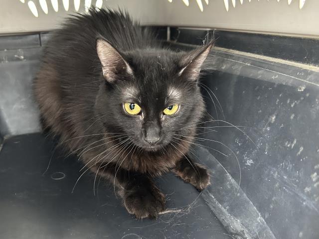 Shelter Stray Female Cat last seen Near BLOCK WADE AVE 10 , PERRIS, CA, 227 N D St, Perris, CA 92570, USA