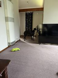 Lost Female Dog last seen Near wynden dr, Frankston, VIC 3199