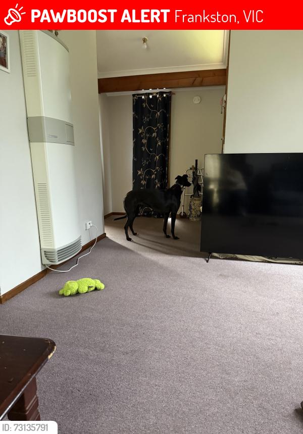 Lost Female Dog last seen Near wynden dr, Frankston, VIC 3199