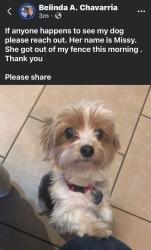 Lost Female Dog last seen Howard, San Angelo, TX 76901