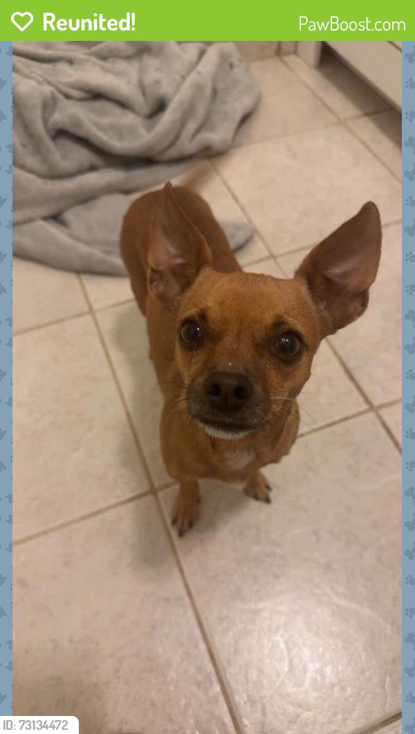 Reunited Female Dog last seen Ashlan Ave & Fowler Ave, Clovis, CA 93611, USA, Clovis, CA 93611