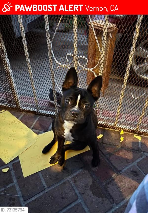 Lost Female Dog last seen Indiana, Vernon, CA 90058