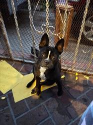 Lost Female Dog last seen Indiana, Vernon, CA 90058