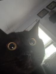 Reunited Female Cat last seen Washington Jr High, Pontiac, MI 48341