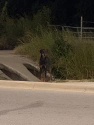 Found/Stray Unknown Dog last seen precinct rd and randol mill rd, Fort Worth, TX 76120