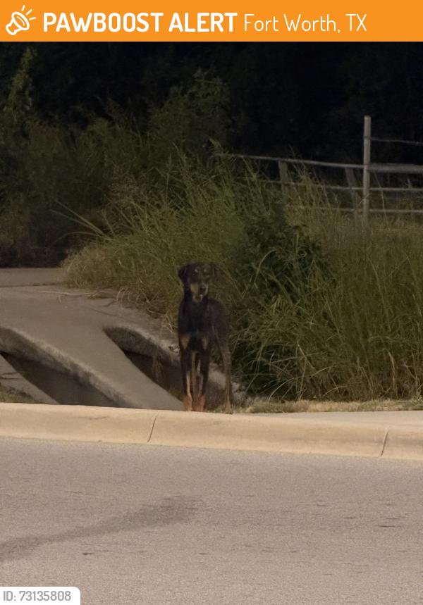 Found/Stray Unknown Dog last seen precinct rd and randol mill rd, Fort Worth, TX 76120