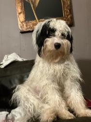 Lost Female Dog last seen N Sierra way & E 40th street San Bernardino,CA by Cardenas & Stater bros, San Bernardino, CA 92407