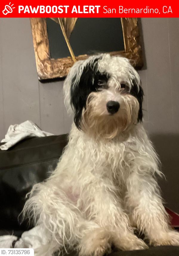 Lost Female Dog last seen N Sierra way & E 40th street San Bernardino,CA by Cardenas & Stater bros, San Bernardino, CA 92407