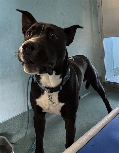 Shelter Stray Male Dog last seen , 4275 Elton St, Baldwin Park, CA 91706, USA