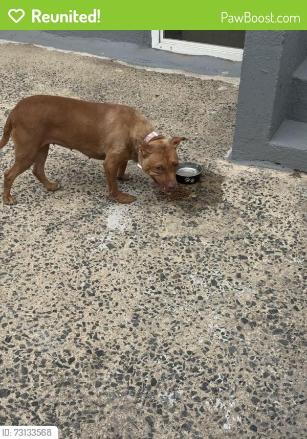 Reunited Female Dog last seen Liberty st Trenton nj, Trenton, NJ 08611