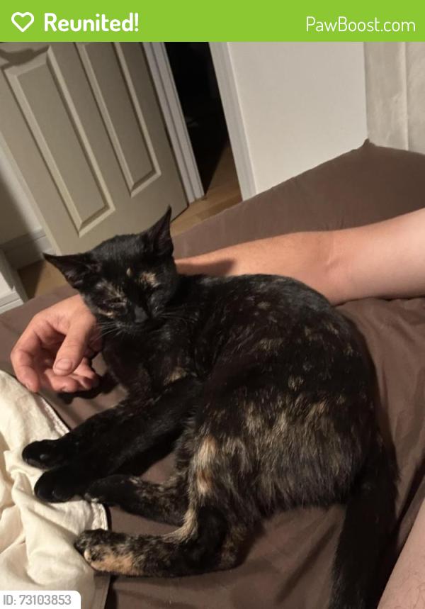 Reunited Female Cat last seen Lawler Ave and 137th street, Crestwood, IL 60418