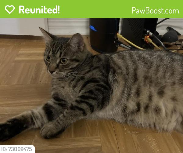 Reunited Female Cat last seen Meridian and Raymond, Indianapolis, IN 46225
