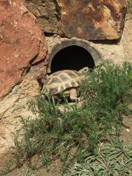 Lost Female Reptile last seen Uni Hills Community Center, Irvine, CA 92617