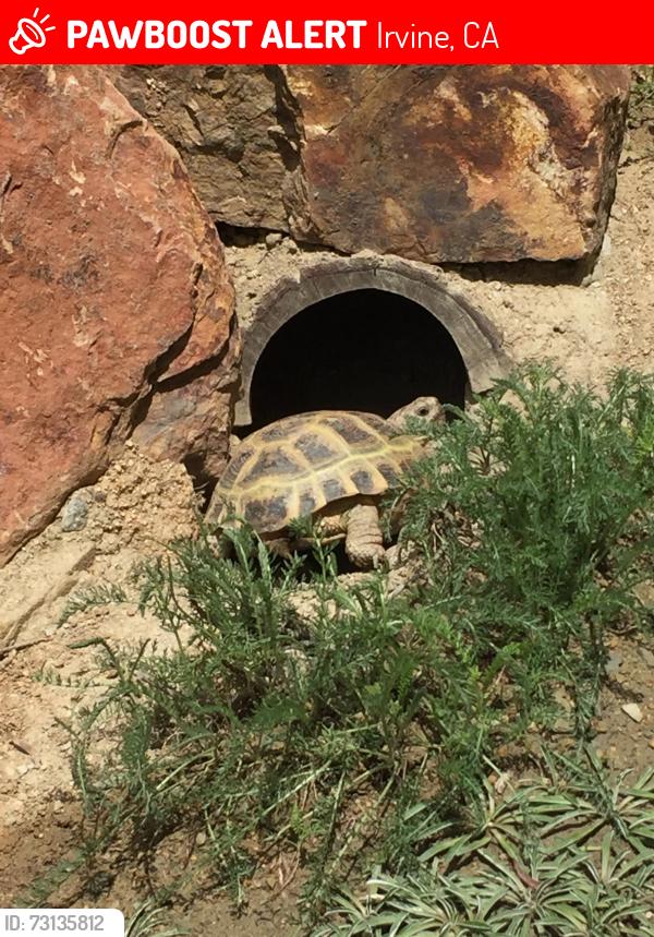 Lost Female Reptile last seen Uni Hills Community Center, Irvine, CA 92617