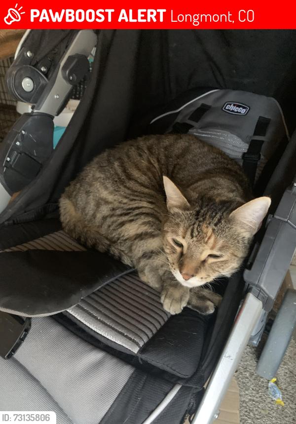 Lost Female Cat last seen Near meadow dr, Longmont, CO 80501