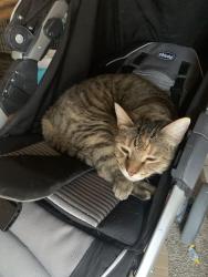 Lost Female Cat last seen Near meadow dr, Longmont, CO 80501