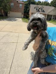 Reunited Female Dog last seen Albatross ln, Paloma Creek, TX 76227
