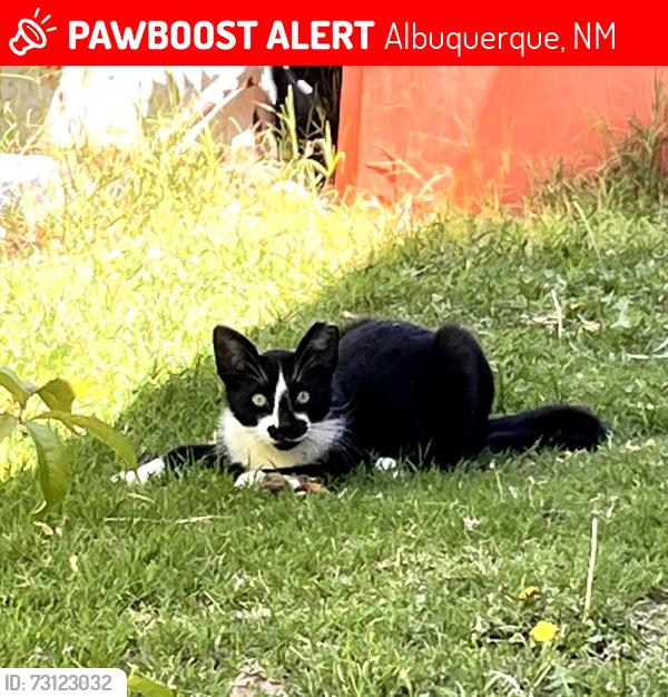 Lost Male Cat last seen Near arno se Albuquerque nm, Albuquerque, NM 87102