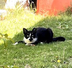 Lost Male Cat last seen Near arno se Albuquerque nm, Albuquerque, NM 87102