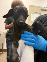 Shelter Stray Female Dog last seen , 4000 N Silverbell Rd, Tucson, AZ 85745, USA