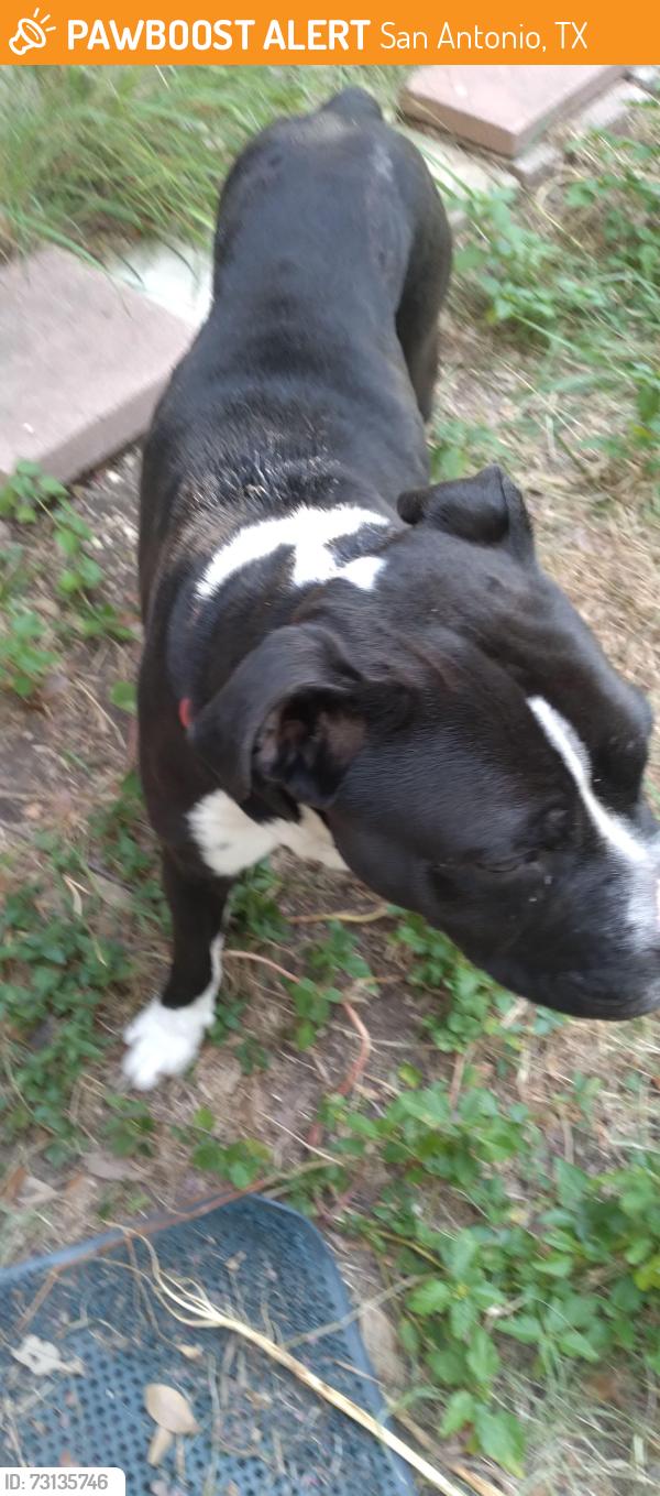 Found/Stray Male Dog last seen Lakefront, San Antonio, TX 78222