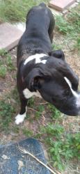 Found/Stray Male Dog last seen Lakefront, San Antonio, TX 78222