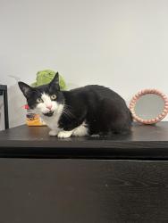 Found/Stray Unknown Cat last seen W 64th Pl, Chicago, IL 60638