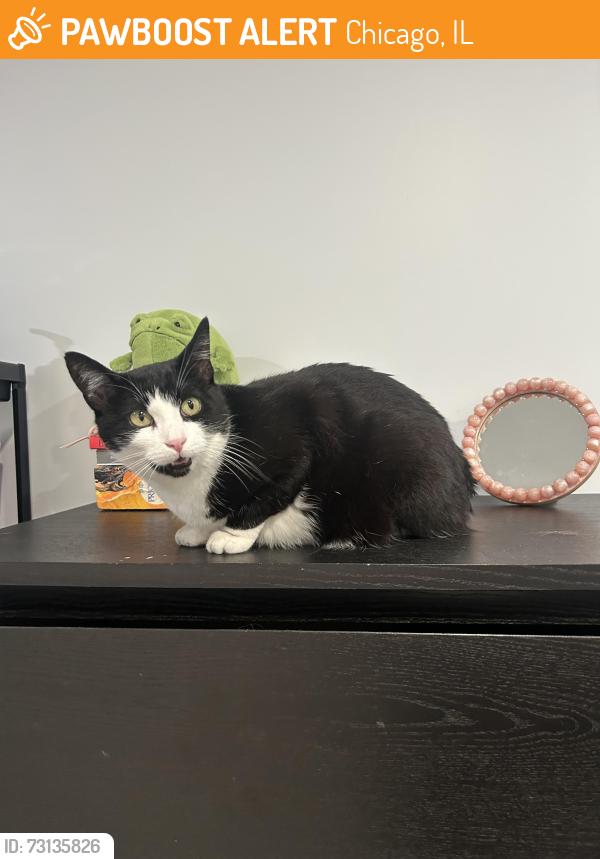 Found/Stray Unknown Cat last seen W 64th Pl, Chicago, IL 60638