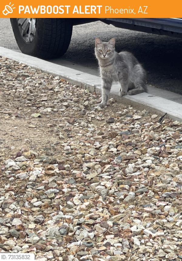 Found/Stray Unknown Cat last seen Thomas rd and N 91st ave, Phoenix, AZ 85037