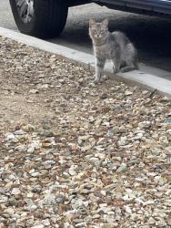 Found/Stray Unknown Cat last seen Thomas rd and N 91st ave, Phoenix, AZ 85037