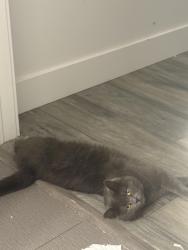 Lost Female Cat last seen River road, Peterborough, ON K9J 1E6
