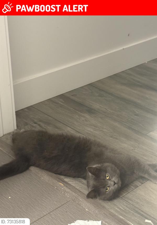 Lost Female Cat last seen River road, Peterborough, ON K9J 1E6