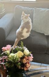 Lost Male Cat last seen Between C st and E st, Hesperia, CA 92345