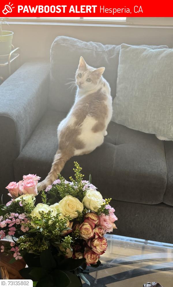 Lost Male Cat last seen Between C st and E st, Hesperia, CA 92345