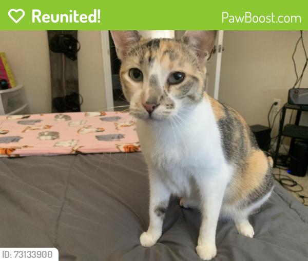 Reunited Female Cat last seen Near N Green Valley Pkwy, Henderson, NV 89014, USA, Henderson, NV 89014
