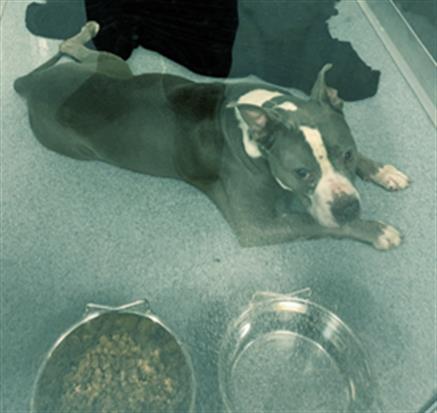 Shelter Stray Male Dog last seen Near, 2600 S Harding St, Indianapolis, IN 46221, USA